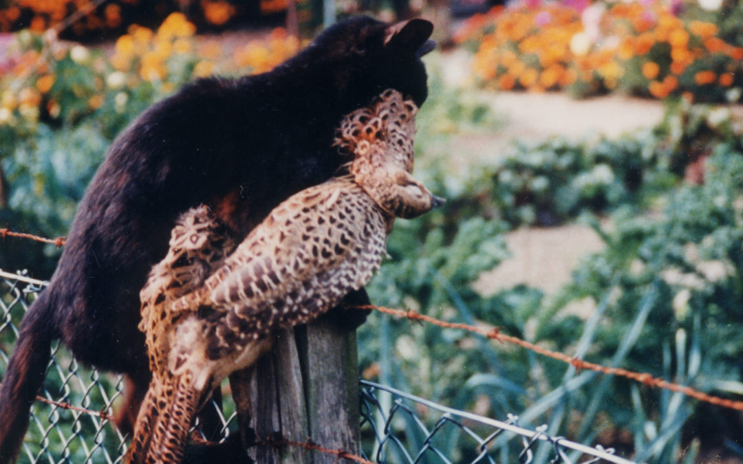 … dass schätzungsweise jährlich in Deutschland zwischen 40 und 100 Millionen Wildvögel  den Hauskatzen zum Opfer fallen.