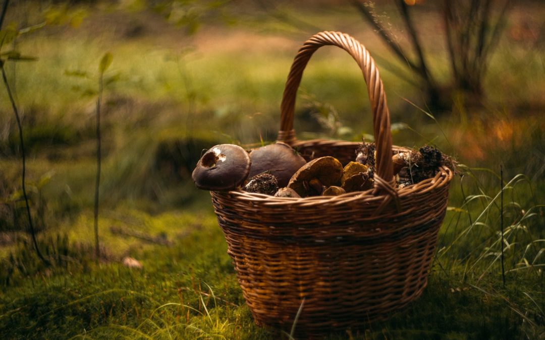 … dass Pilzsucher für die Wildtiere eine Lebensgefahr sein können?