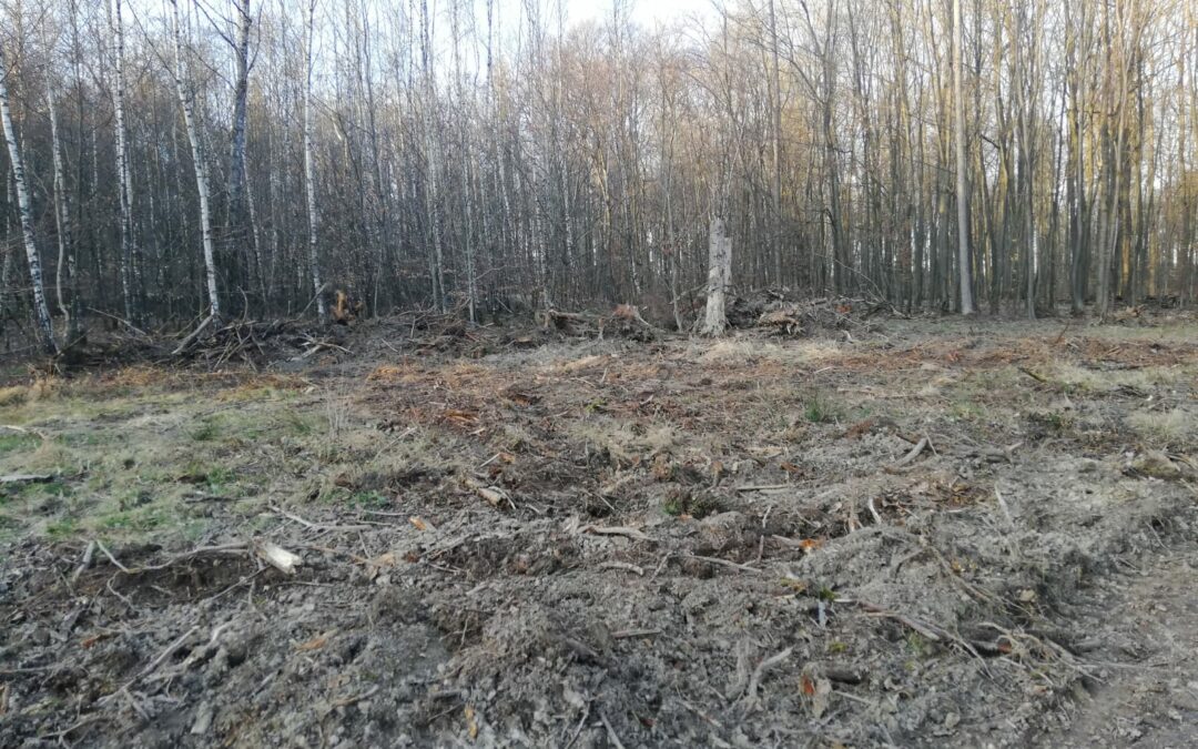 Säubern der neuen Wildäsungsflächen in Krofdorf zur Vorbereitung der Aussaat