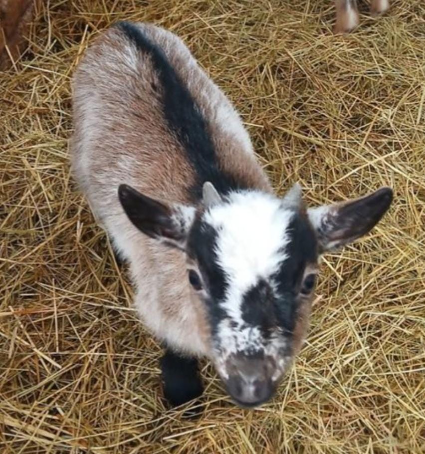 Goat Force: Ziegenrettung mit Drohne